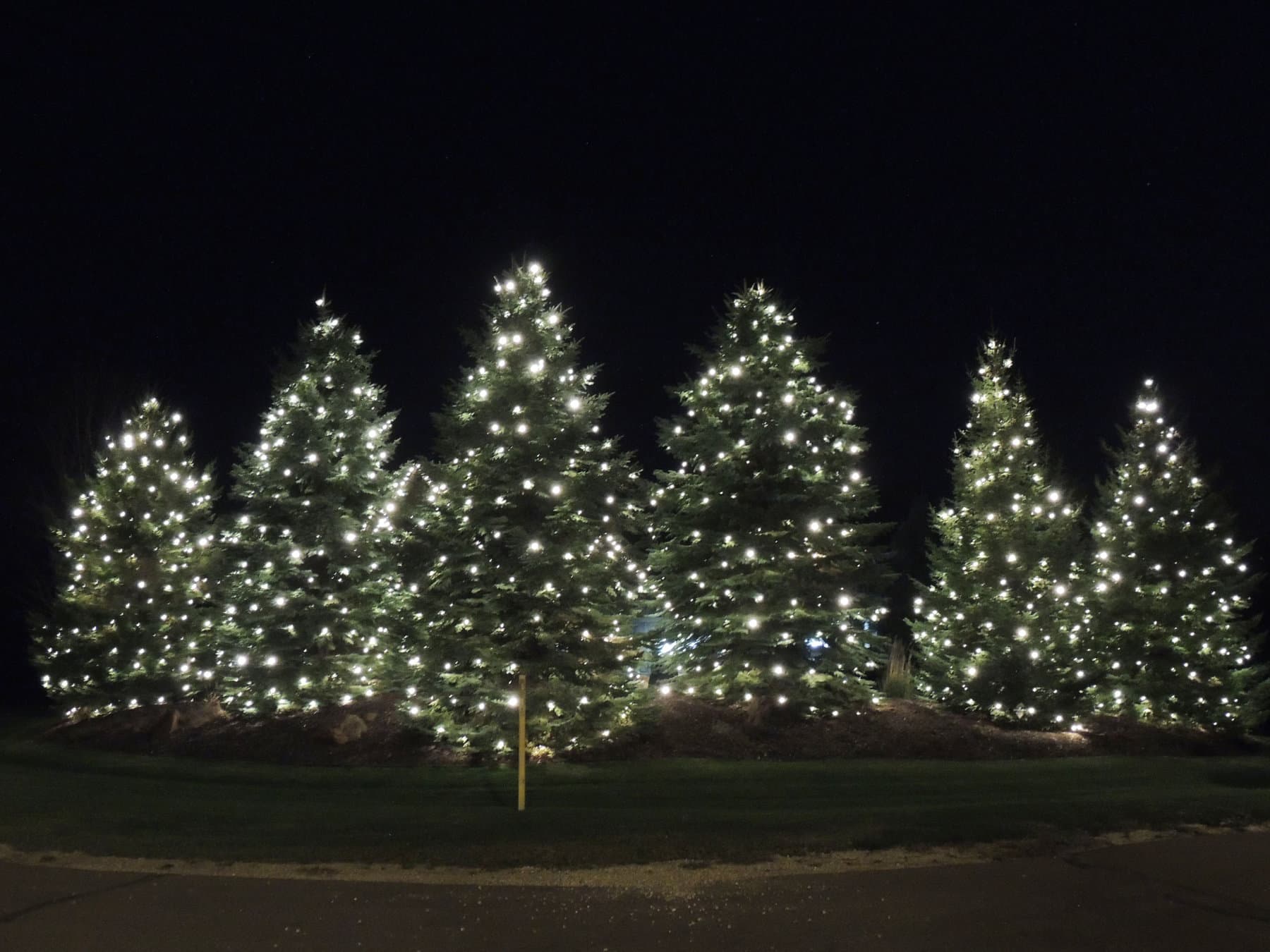 Warm White Trees, Prior Lake, MN