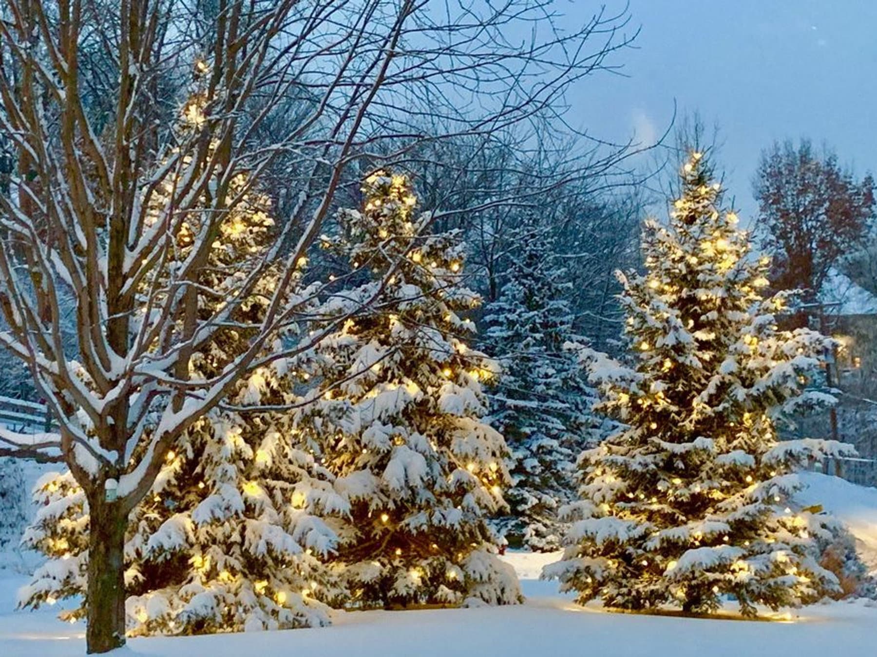 Warm White C7 Trees, Hopkins, MN